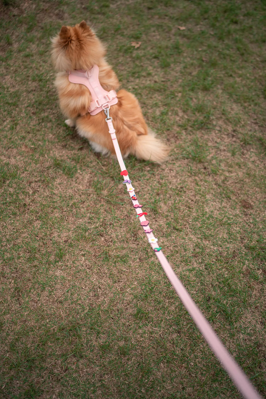 Peitoral Gummy