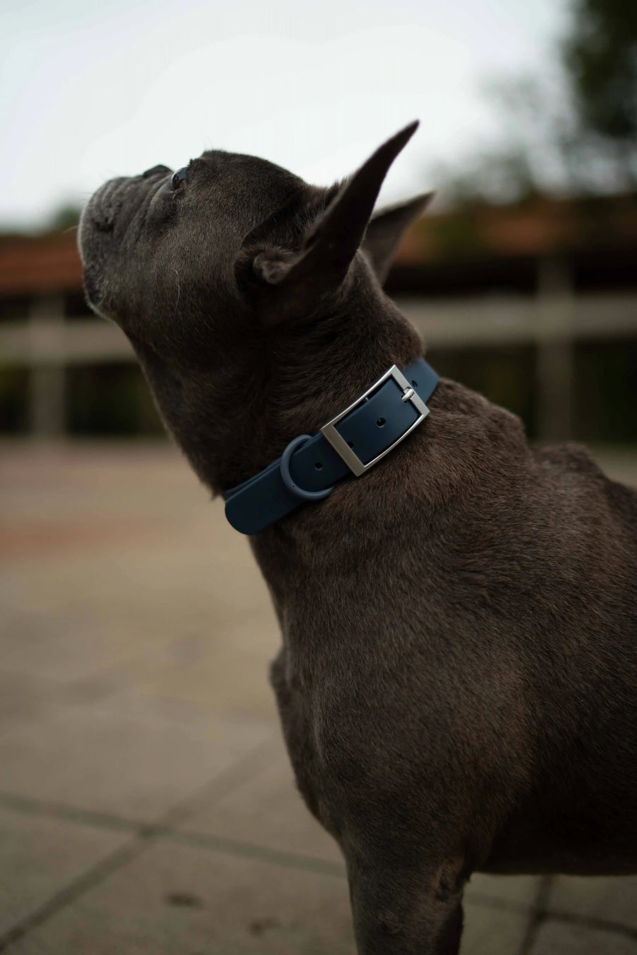 Coleira Personalizável Navy